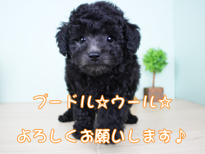 新しい仲間が増えました！